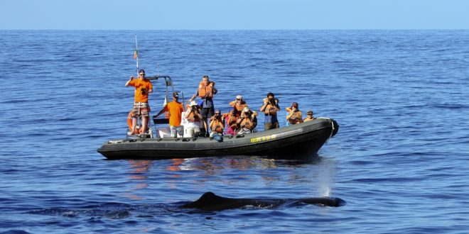 Walbeobachtung an den Küsten der Azoren
