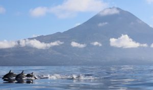 Delfinschwärme vor Pico