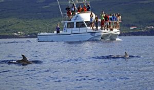 Azoren-Walbeobachtung mit kleinen Booten