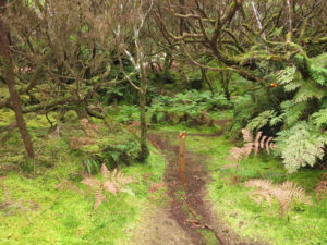 Wald mit Moos auf Terceira