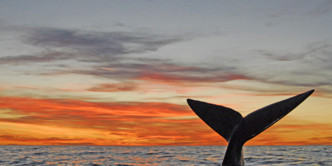Azoren: Walfluke im Sonnenuntergang