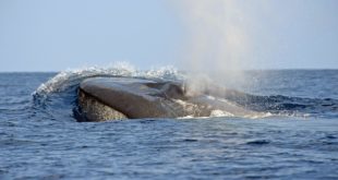Whalewatching: Walbeobachtung auf den Azoren
